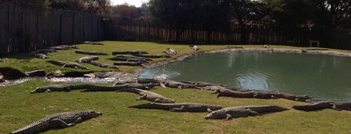 Croc City is one of South Africa.
