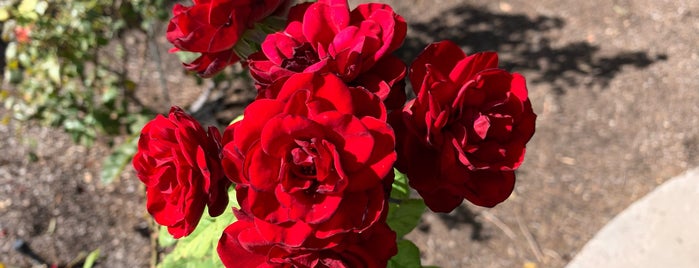 El Paso Rose Garden is one of The El Paso Experience.