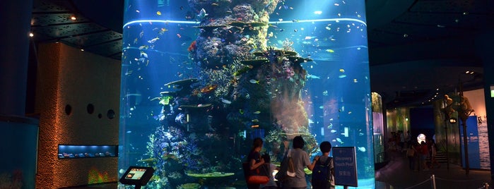 S.E.A. Aquarium is one of Ultimate Traveler - My Way - Part 01.