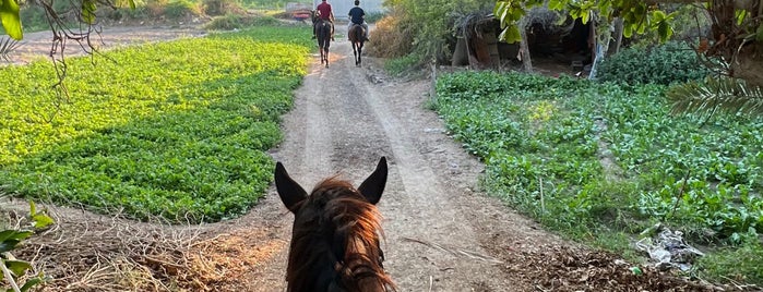 Future Stable is one of 🇧🇭.