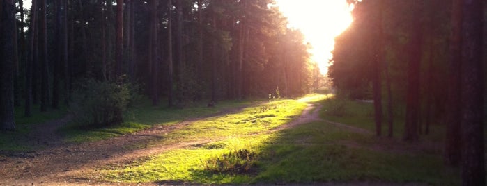 Челябинский городской бор is one of Челяба места погулять.