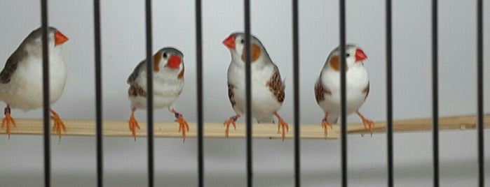 Happy Birds is one of Александр 님이 좋아한 장소.