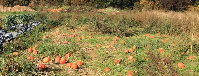 Marie's Garden is one of парки досуг.