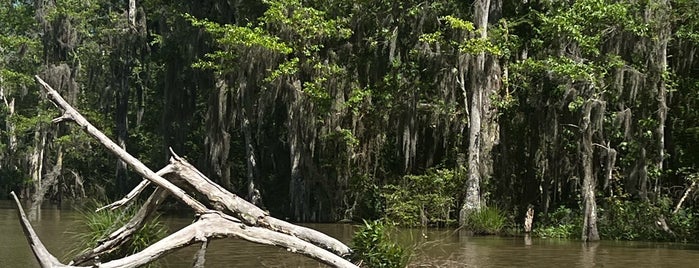 Dr. Wagner's Honey Island Swamp Tour is one of Bayou Adventures.