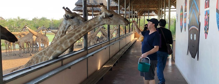 giraffe feeding is one of Tempat yang Disukai Luca.