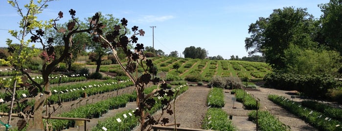 Amador Flower Farm is one of Attractions.