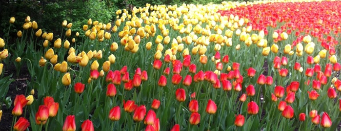 Canadian Tulip Festival is one of Tempat yang Disukai Cécile.