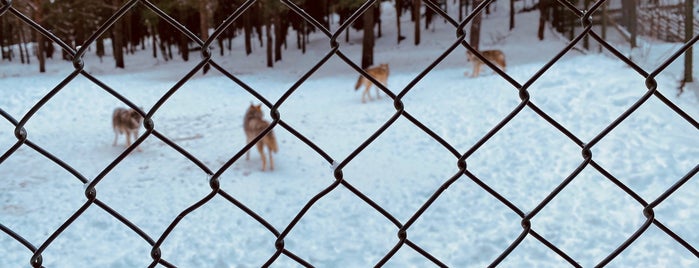 Järvzoo is one of Sweden with kid.