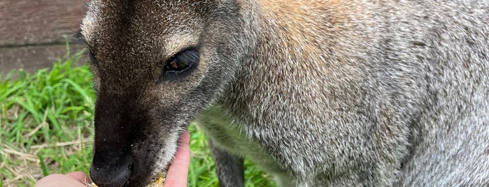 Great Ocean Wildlife Park is one of Melbourn.