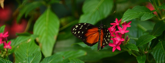 Key West Butterfly & Nature Conservatory is one of Posti che sono piaciuti a Marcel.