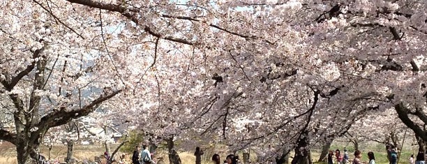 Arashiyama Park Nakanoshima Area is one of Travel : Sakura Spot.