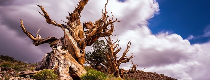Ancient Bristlecone Forest is one of California Suggestions.