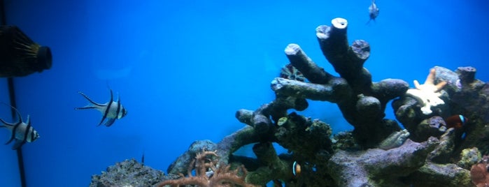 Reef Aquarium is one of kmd.