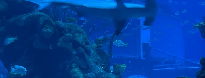 Coral Reef Restaurant is one of Florida Fun.