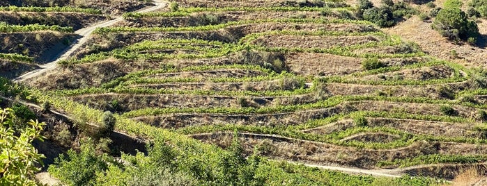 Celler Burgos Porta is one of Priorat.