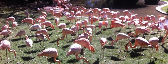 National Zoological Gardens (Pretoria Zoo) is one of Posti che sono piaciuti a Andy.