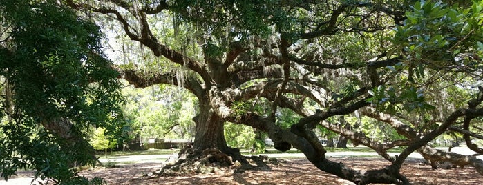 The Tree of Life is one of New Orleans.