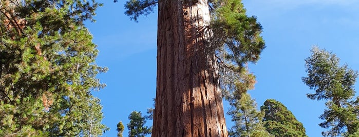 Sequoia National Park is one of National Recreation Areas.