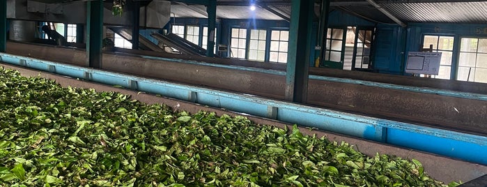 Glenloch Tea Factory is one of Sri-Lanka.