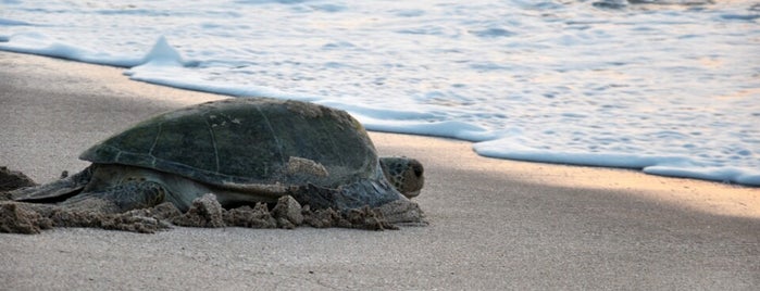 Ras Al Jinz Turtle Reserve is one of Ruudさんのお気に入りスポット.