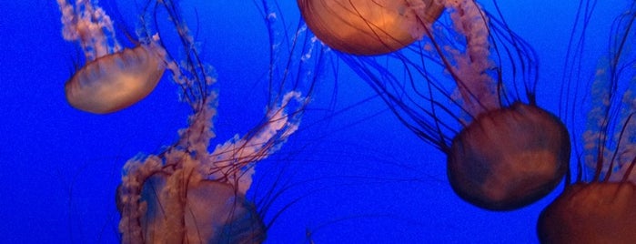 Monterey Bay Aquarium is one of NorCal Things To Do.
