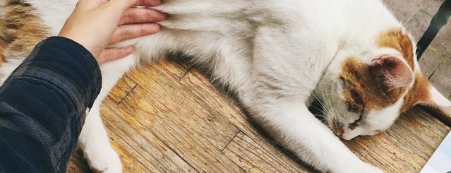 Zuivere Koffie is one of Amsterdam bars with a cat.