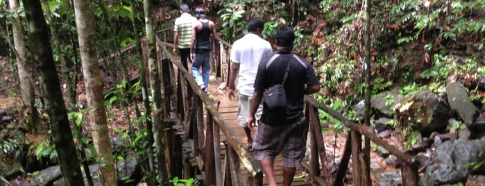 Kanneliya Forest Reserve is one of Sri Lanca.