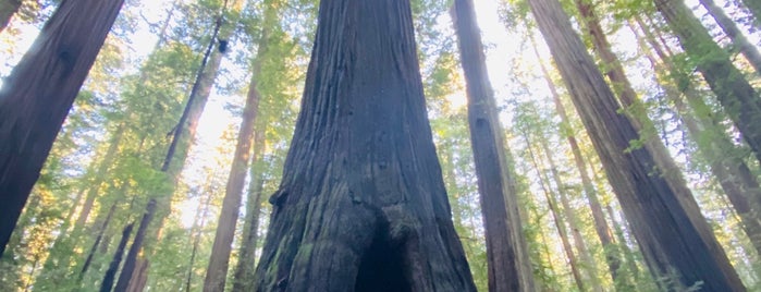 Humboldt Redwood State Park - North is one of UNESCO World Heritage Sites I've Visited.