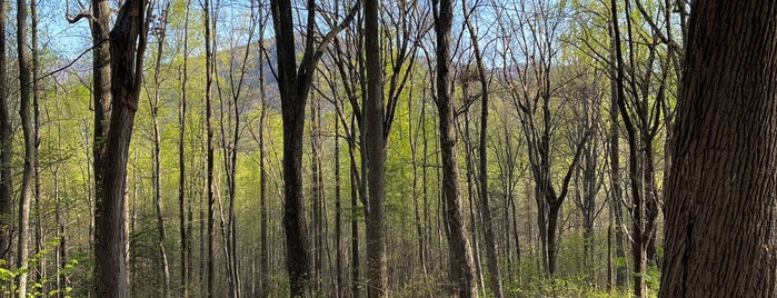 Old Rag Mountain is one of Field trip parks.