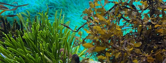Two Oceans Aquarium is one of Marta : понравившиеся места.