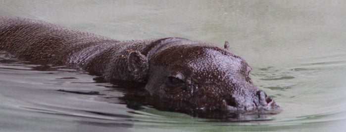 Black Rhino/Nile Hippo Exhibit is one of The 13 Best Zoos in San Francisco.