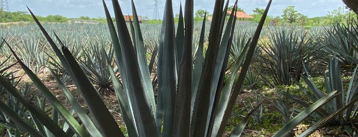 Destileria Mayapan, Valladolid is one of Mexico // Cancun.