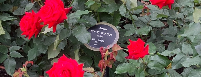 Nakanoshima Rose Garden is one of Osaka, Japan.