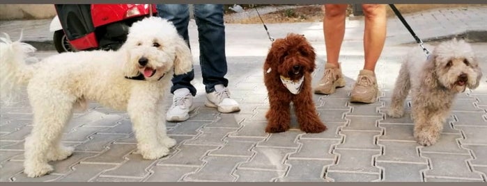 Patico Pets Club is one of İzmir.