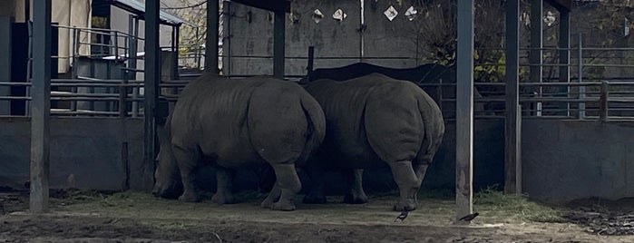 Алматы хайуанаттар бағы / Алматинский зоопарк / Almaty Zoo is one of Kazakhstan.