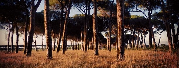 Parco Naturale di Migliarino San Rossore e Massaci is one of Italy.