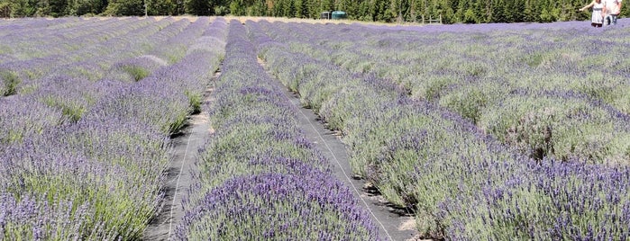 The English Lavender Farm is one of Tempat yang Disukai QQ.