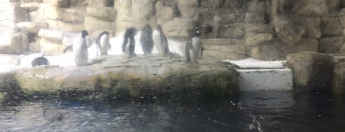 Antártida, "El Reino de los Pingüinos" is one of Carlos 님이 좋아한 장소.