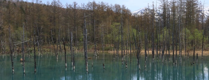 Shirogane Blue Pond is one of 北海道(旭川・美瑛・富良野).