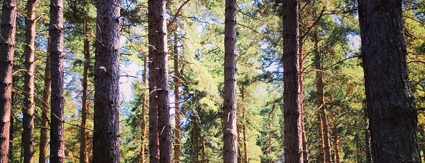 Sherwood Pines is one of Orte, die Shaun gefallen.