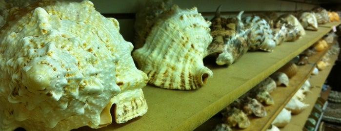 Sea Shell Shop is one of DE/MD Vacation.
