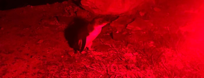 Penguin is one of Orte, die Mary gefallen.
