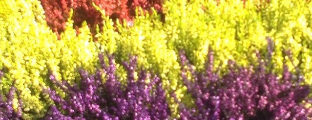 Columbia Road Flower Market is one of London, baby!.