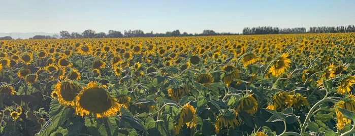 The Collins Farm is one of Lugares favoritos de Tristan.