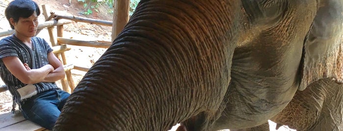 Elephant Jungle Sanctuary is one of Tempat yang Disukai Lina.