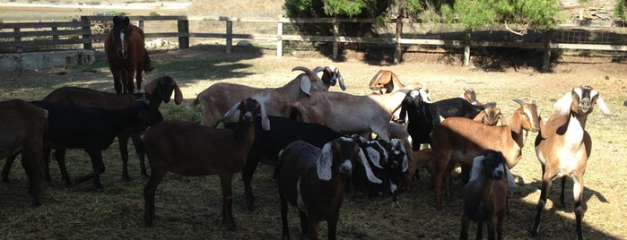 Cargasacchi Vineyard, Sta. Rita Hills is one of Santa Barbara & Central Coast.