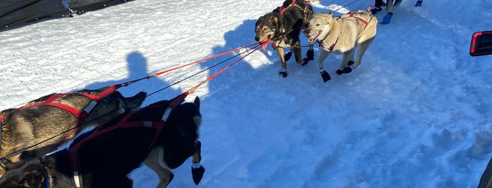 Iditarod-Offical Start is one of Mushing.