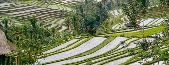 Jatiluwih Rice Terraces is one of Bali 2018.