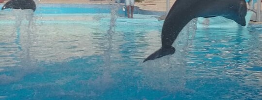 Dolphina is one of Sharm el Sheikh city tour.
