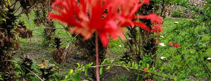 Palmiste Park is one of Road Trip Locations In Trinidad.